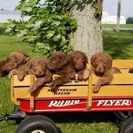 Chesapeake Bay Retriever Puppies from Twin Oak's Chesapeakes