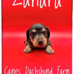 Zahara - Blue and cream female Dachshund puppy in Cincinnati, Ohio from Caines Dachshund Farm