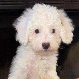 Happy - White female Poodle puppy in Akeley, Minnesota from Blessed Acres Miniature Poodles