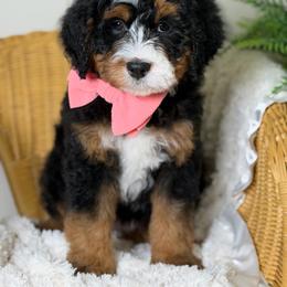 Cheyenne - Tri-color female Bernedoodle puppy in Syracuse, Utah from Redrockbernedoodles
