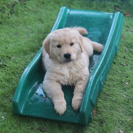 Golden Retriever Puppies from Golden Hour Golden Retrievers