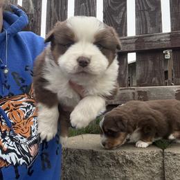 Red female 2 - Red tri-color female Miniature American Shepherd puppy in Centerville, Washington from Turnin Heads