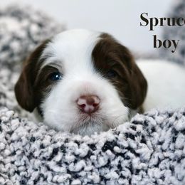 Spruce - Chocolate male Australian Labradoodle puppy in Manchaca, Texas from Heartrock Labradoodles
