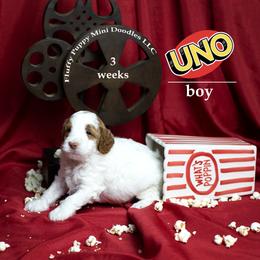 Uno (boy) (( GUARDIAN HOME OPPORTINITY ONLY )) - Parti male Goldendoodle puppy in Corona, California from Fluffy Puppy Mini Doodles LLC