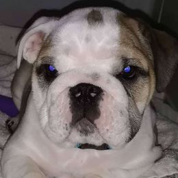 Bulldog Puppies from Westminster CH8