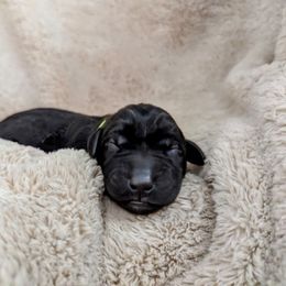 Dilute Retriever and Labrador Retriever Puppies from LC Hunting Labs, LLC.