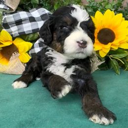 Wren - Tri-color female Bernedoodle puppy in Seymour, Missouri from D and D’s Dandy Doodles