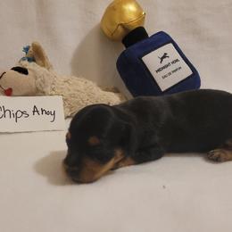 Chips Ahoy (chiweenie) - Black and tan male Dachshund puppy in Pinson, Alabama from Sweet Honey Bunn Hounds