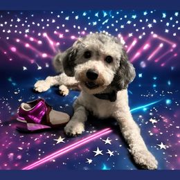 Oscar - Poodle