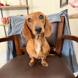 Lacey - Brindle female Dachshund puppy in Tonopah, Arizona from Brandie's Dachshunds