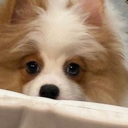 Titan - Orange parti male Pomeranian puppy in Palatka, Florida from Sugarland Pomeranians