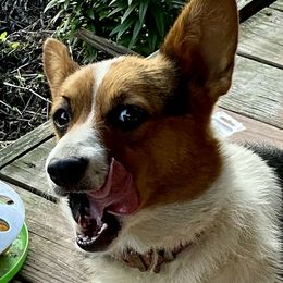 Courtney  - Pembroke Welsh Corgi