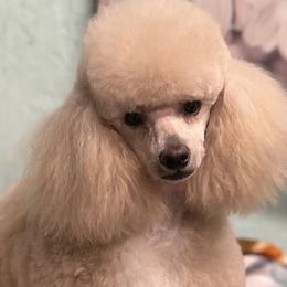 Poodles from Southern Paw Toy Poodles
