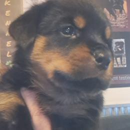 Boy 5 - Black and mahogany male Rottweiler puppy in De Witt, Iowa from Irish Eyes Kennels