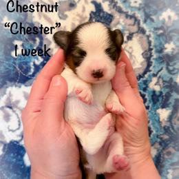 Chestnut (Chester) - White and sable male Papillon puppy in Coatesville, Indiana from Wendy’s Wings