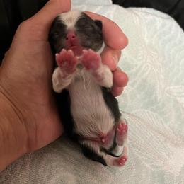 Ralf - Black parti male Pomeranian puppy in Jefferson City, Missouri from MJ’s Pomeranians