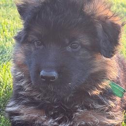 Dark green - Black and red male German Shepherd puppy in La Salle, Colorado from Pure Heart German shepherds