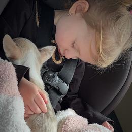 Chihuahua Puppies from Cloud9 Chihuahuas