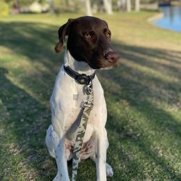 Auto - German Shorthaired Pointer