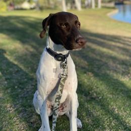 Auto - German Shorthaired Pointer