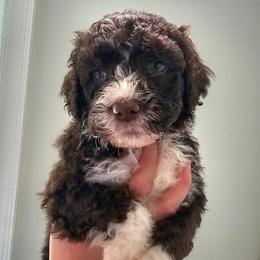 Franco - Brown and white male Portuguese Water Dog puppy in Hammonton, New Jersey from Jersey Girls Portuguese Water Dogs