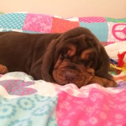 Bloodhound and Mastiff Puppies from Teoc Bloodhounds and Mastiffs