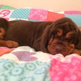 Bloodhound and Mastiff Puppies from Teoc Bloodhounds and Mastiffs
