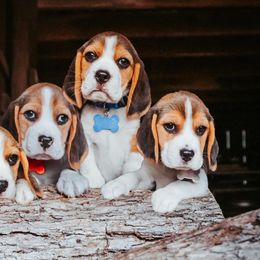 Beagles from StillCreek