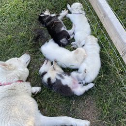 Siberian Husky Puppies from Blue Skyes Huskies