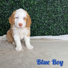 Blue boy - Red male Bernedoodle puppy in Modesto, California from Two Doods Doodles