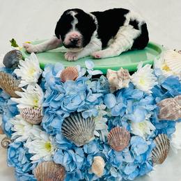 Marlin - Parti male Poodle puppy in Harpers Ferry, West Virginia from Oso Perfect Poodles and Doodles