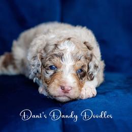 Aussiedoodle Puppies from Dani's Dandy Doodles