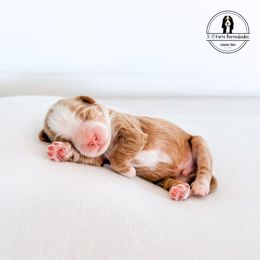 Green Collar Male - Tumble - Red male Bernedoodle puppy in Lebanon, Ohio from 3|17 Korte Bernedoodles LLC