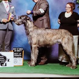 Irish Wolfhounds from Earthsong kennel