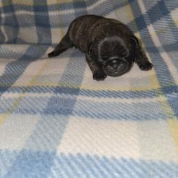 Girl 1 - Brindle female Pug puppy in Auburn, Kentucky from Prentice Family Pugs