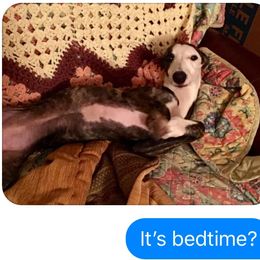 Whippet Puppies from Aristaios Farms