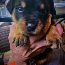 Red Bear - Black and mahogany Rottweiler puppy in Eaton Rapids, Michigan from The Rottweiler Haus
