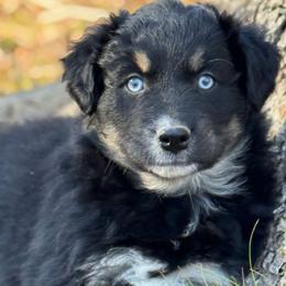 Australian Shepherd puppies from Triple S Farms