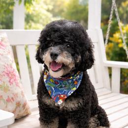 Becca - Tri-color female Bernedoodle puppy in Fairmount, Georgia from Muscadine Meadows Farm