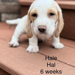 Hale AKC - Lemon and white male Beagle puppy in Rogersville, Missouri from Hales Little Beagle Haven
