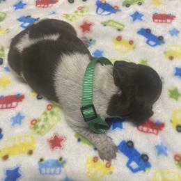 Male 2 Green collar - Liver roan male German Shorthaired Pointer puppy in Hardeman County, Tennessee from Howell Farm GSP