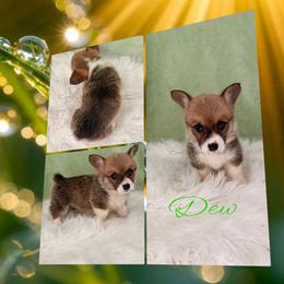 Dew - Red male Pembroke Welsh Corgi puppy in Kiowa, Colorado from Cool Water Corgis LLC