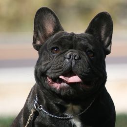 Margie - French Bulldog