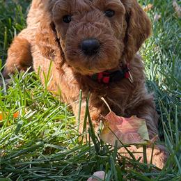 Clifford - Red  male Goldendoodle puppy in Fort Collins, Colorado from Fenna’s Goldendoodles