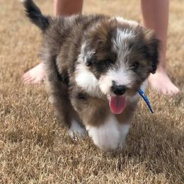 Aussiedoodle Puppies from My Classy Doodles