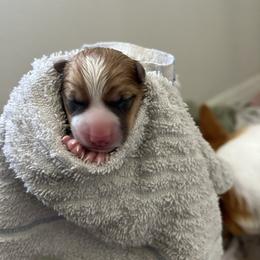 Green boy - Red male Pembroke Welsh Corgi puppy in Largo, Florida from Nauti Corgi’s