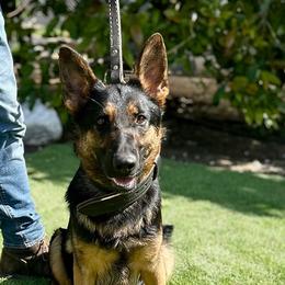 Ella - German Shepherd