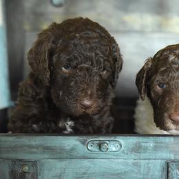 Labradoodle Puppies from I Love U Back Labradoodles