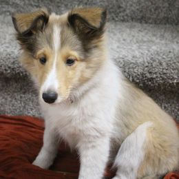 Rachel - Sable and white female Shetland Sheepdog puppy in Aumsville, Oregon from Porter Creek Kennels