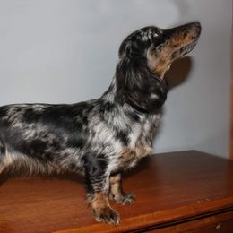 Lavender - Dachshund